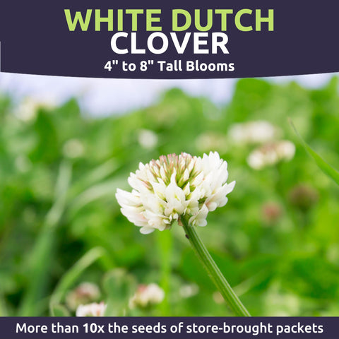 SWEET YARDS White Dutch Clover ground cover lawn scene, lush green carpet with white blooms.