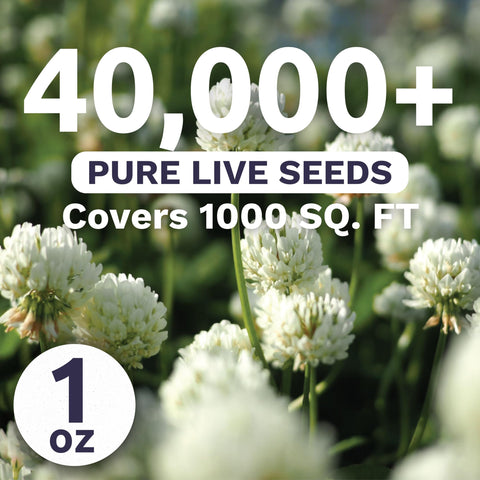 SWEET YARDS White Dutch Clover seeds closeup, high germination potential for vibrant ground cover.
