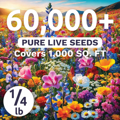 Sweet Yards wildflower seeds with 60k blooms potential to attract pollinators
