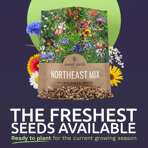 Sweet Yards wildflower seeds closeup shows native diversity for pollinator beds.