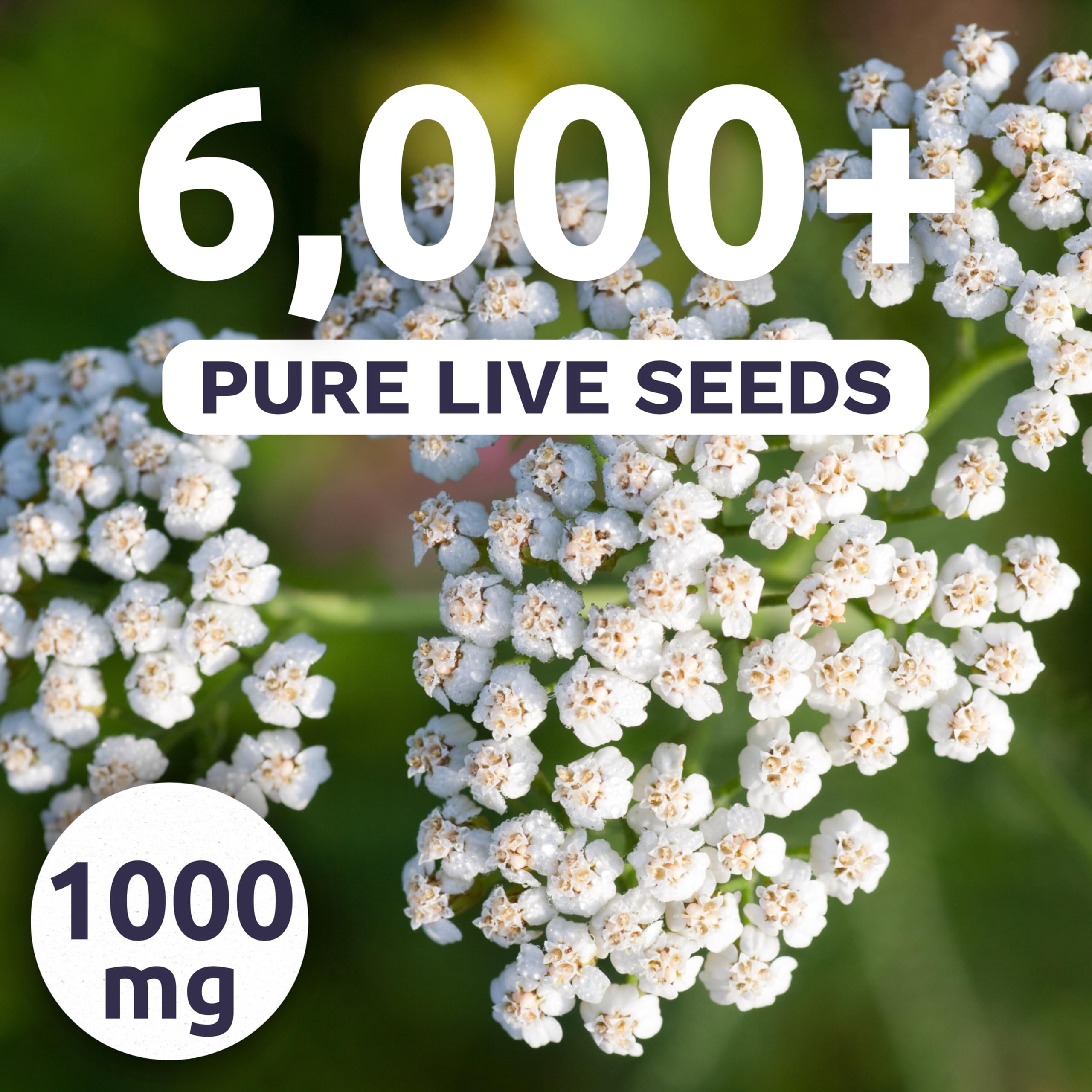 Sweet Yards Yarrow White seeds close-up highlighting high germination potential for borders.