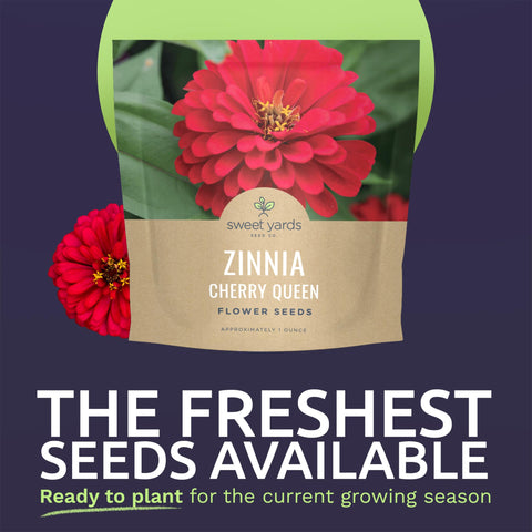 Sweet Yards Zinnia Cherry Queen bloom close-up with vibrant cherry-red petals for eye-catching bouquets
