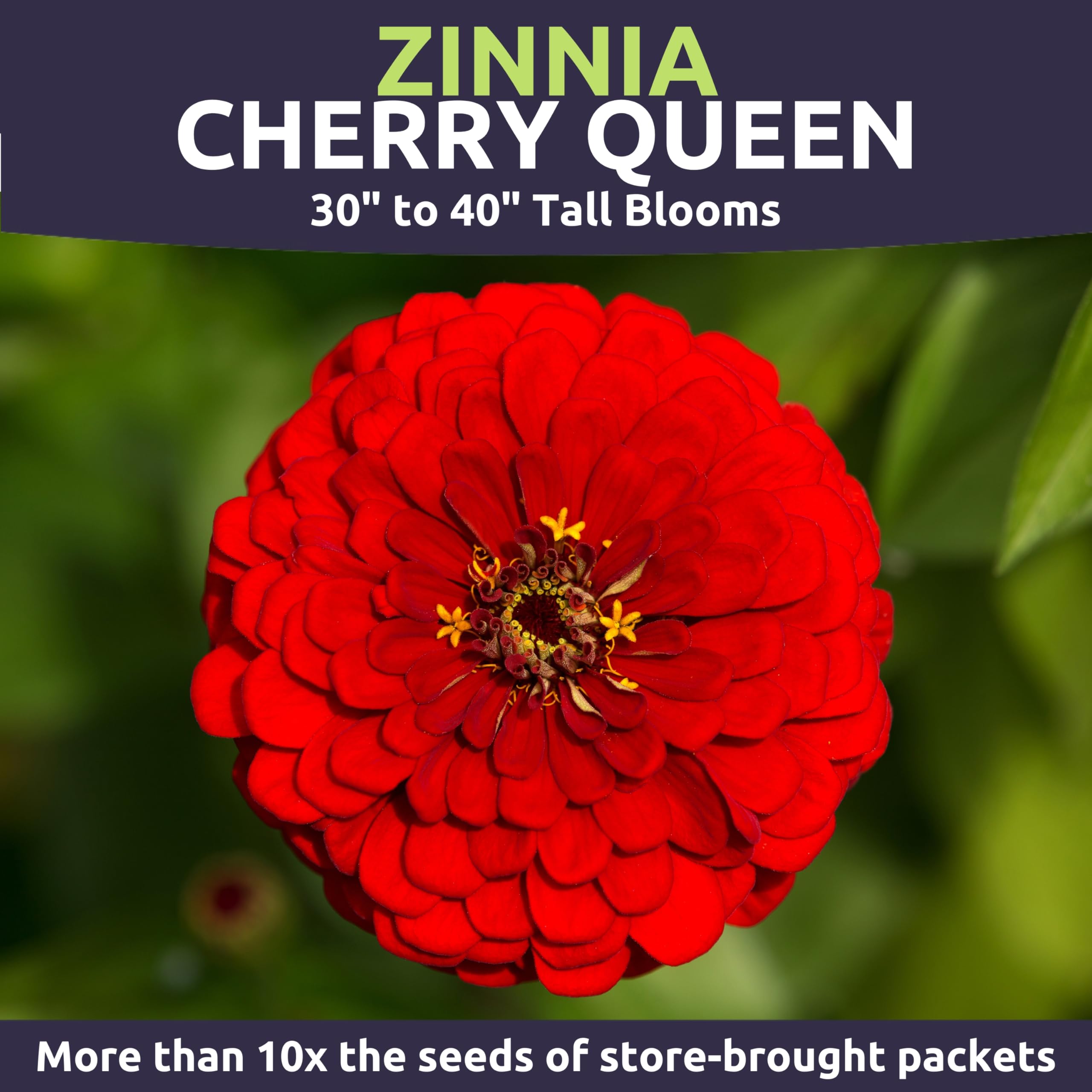 Sweet Yards Zinnia Cherry Queen cut flowers ideal for fresh bouquets