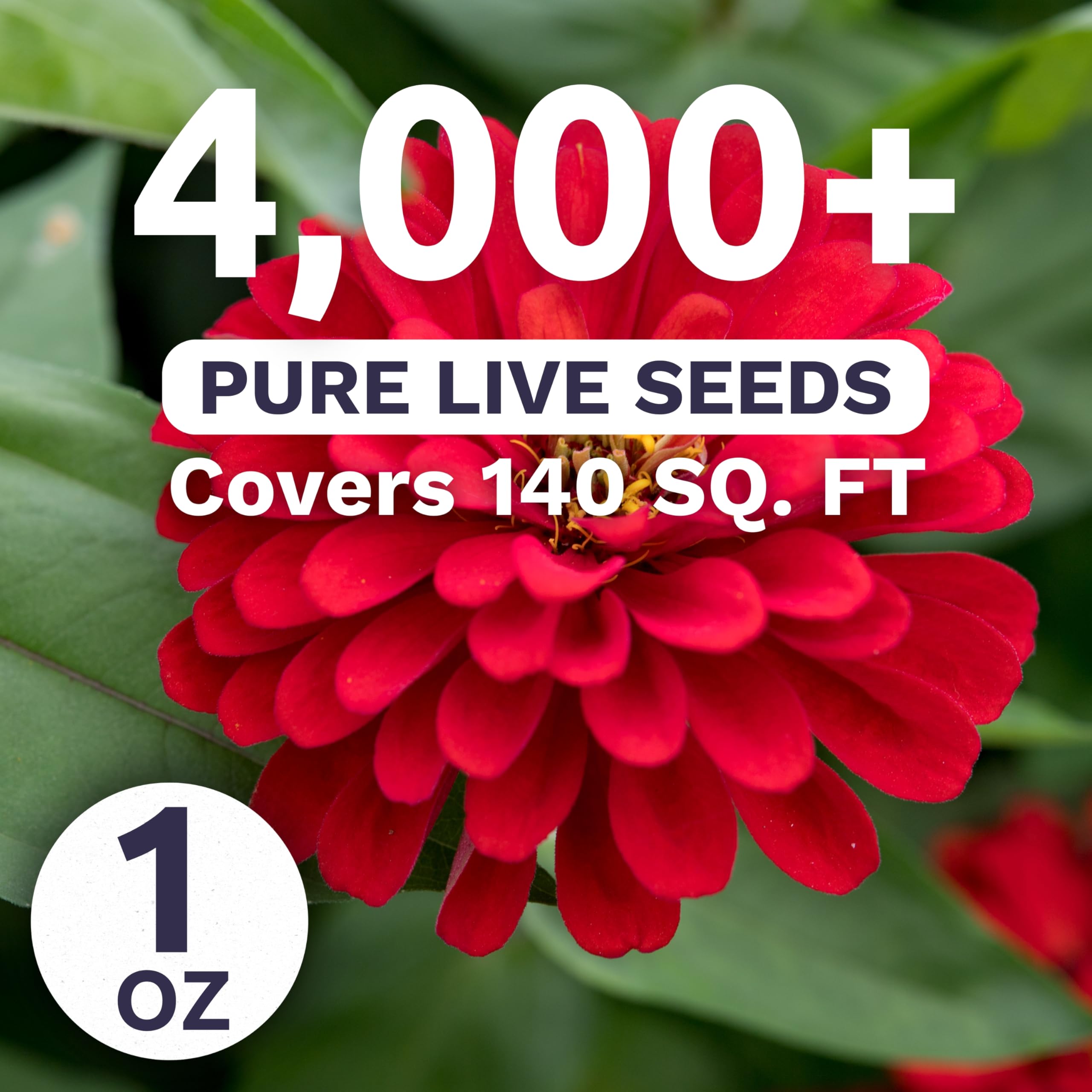 Sweet Yards Zinnia Cherry Queen growing in garden bed, ready to bloom