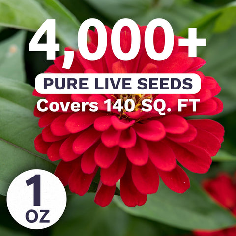Sweet Yards Zinnia Cherry Queen growing in garden bed, ready to bloom