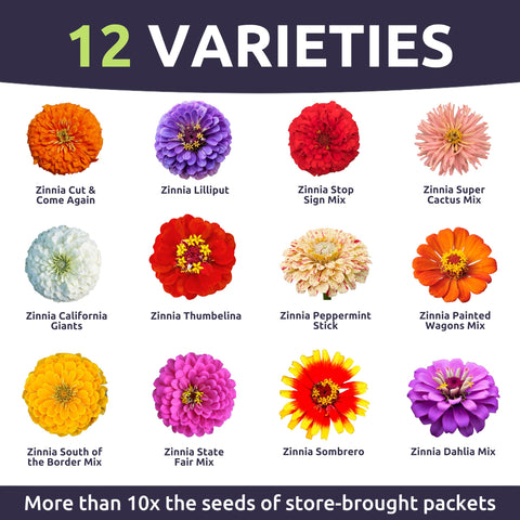 Sweet Yards Zinnia Crazy Blend seeds with high germination potential for thriving color
