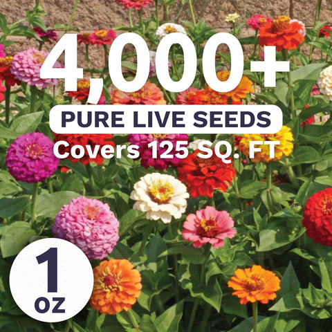 Sweet Yards zinnia Cut & Come Again mix thriving in garden beds with bright blooms.