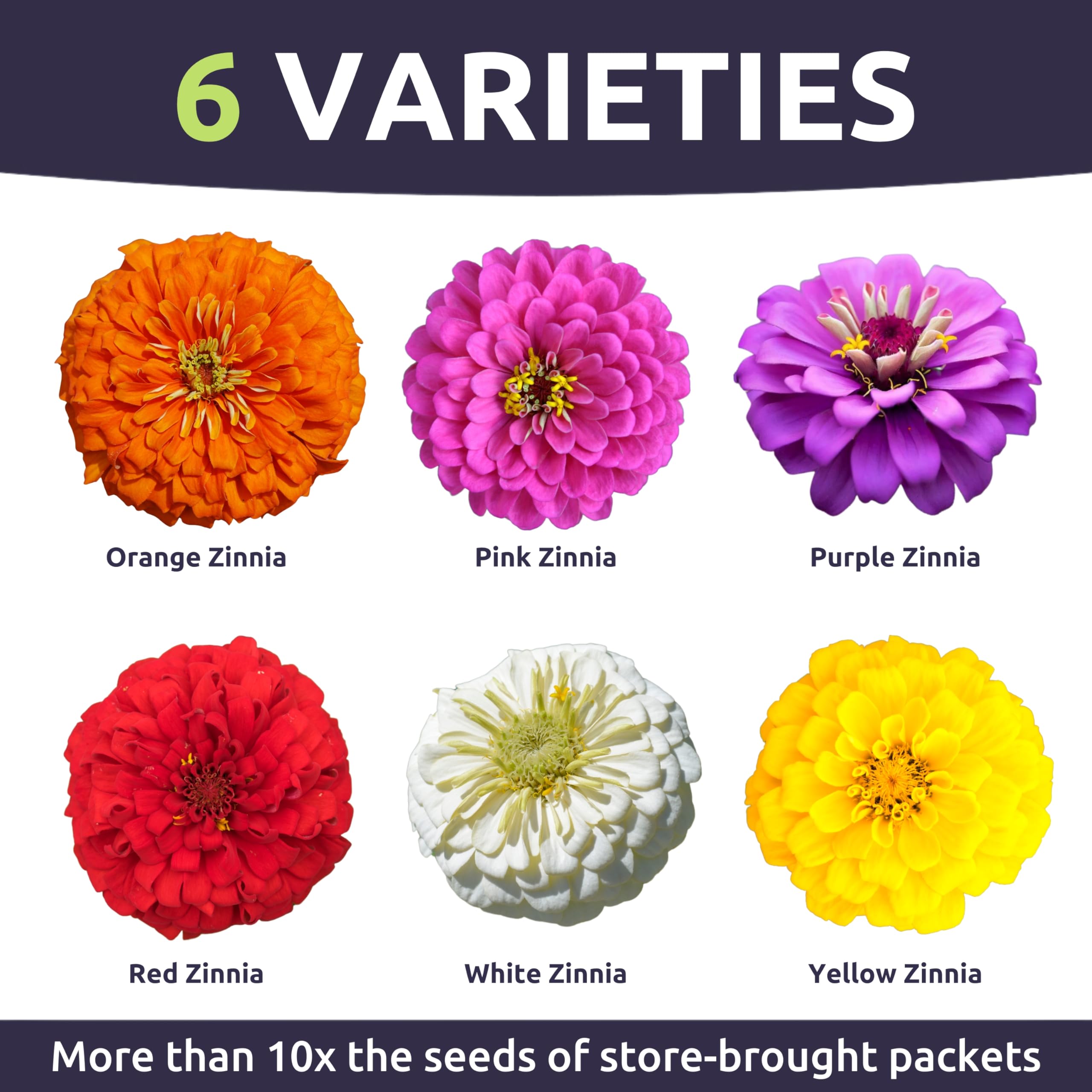 Sweet Yards zinnia seeds pour—easy sowing for a vibrant cutting garden.