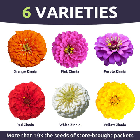 Sweet Yards zinnia seeds pour—easy sowing for a vibrant cutting garden.