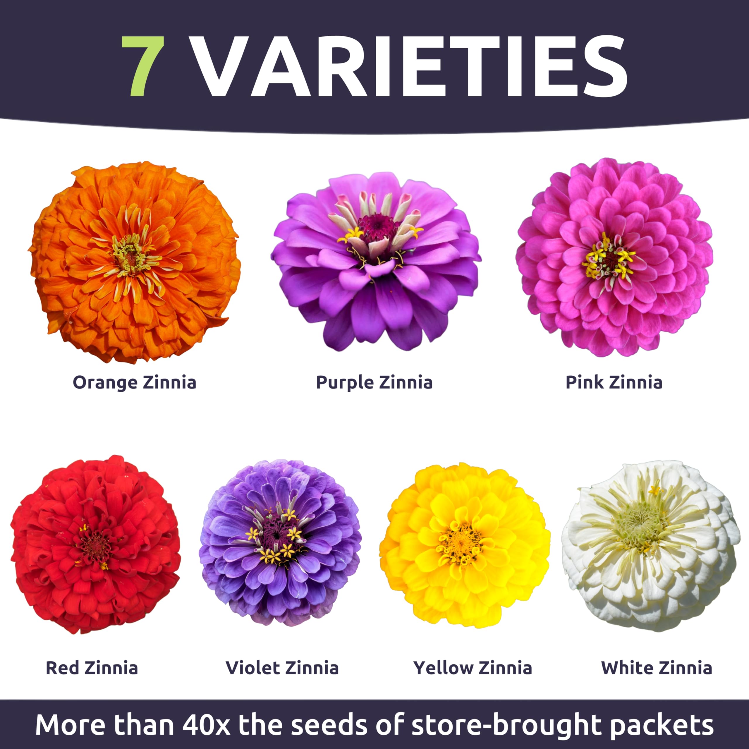 Sweet Yards zinnia-dahlia border flowers - dramatic mixed colors for garden edges