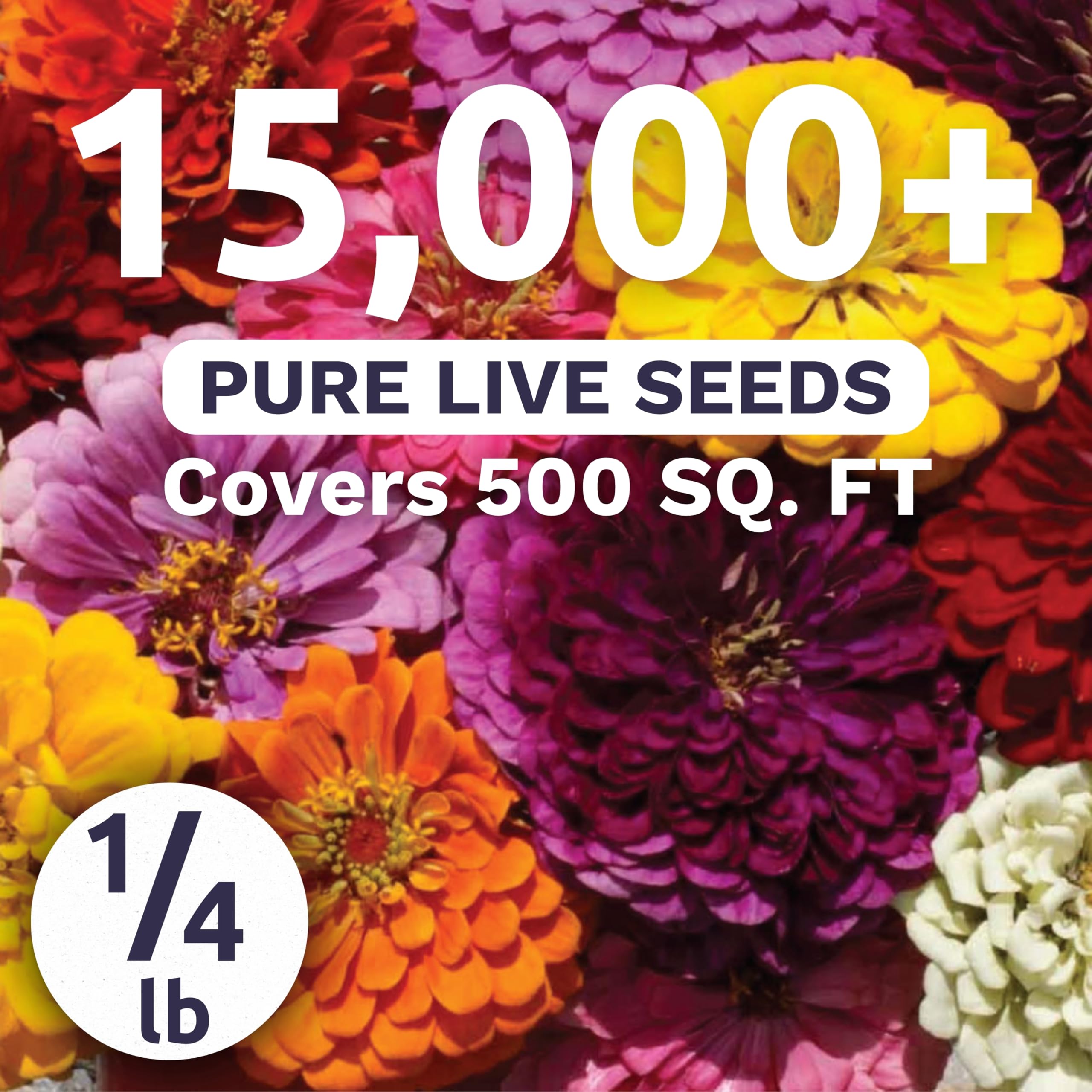 Sweet Yards zinnia-dahlia color varieties - bold blooms for borders and cut flowers