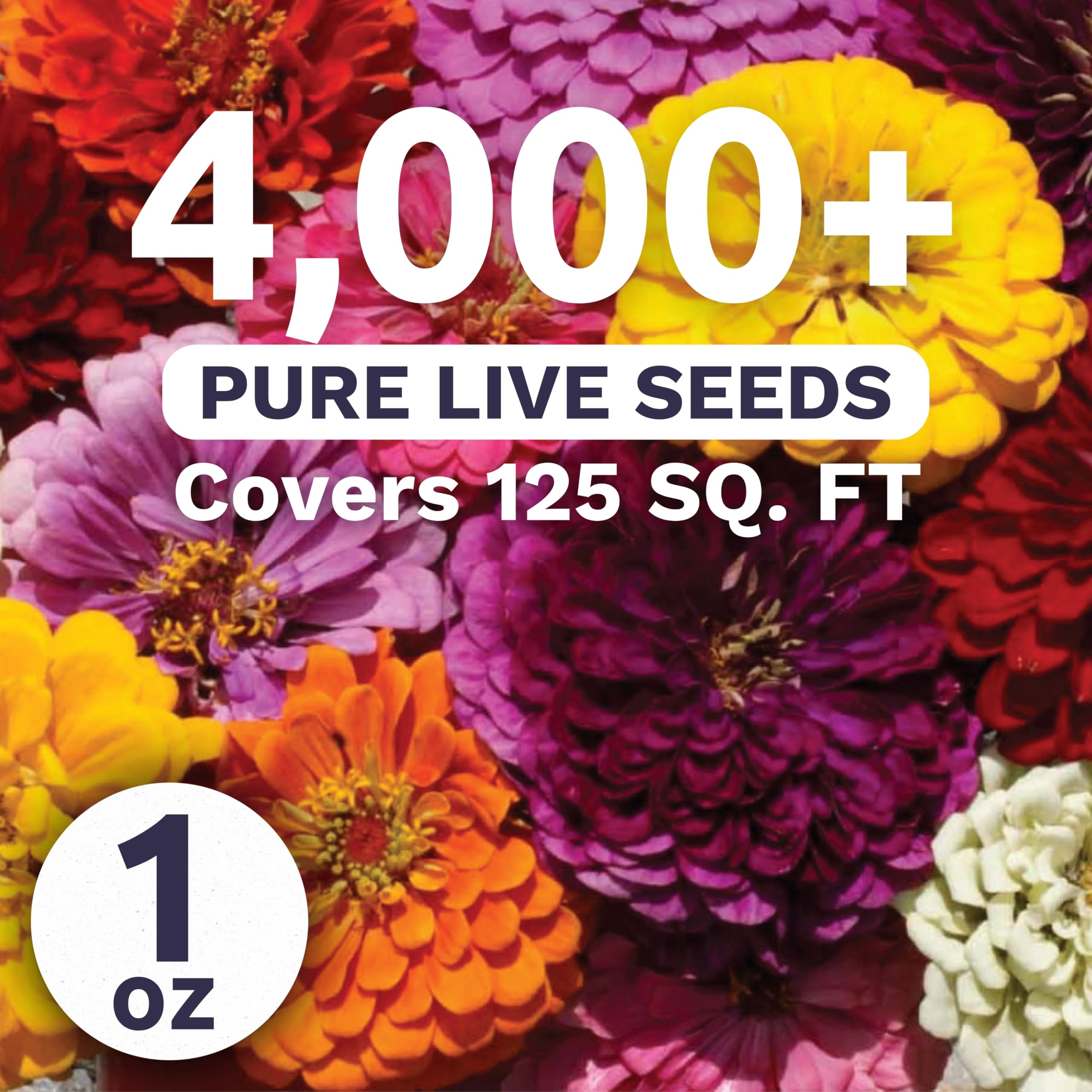 Sweet Yards Zinnia Dahlia Mix color blooms brighten borders and bouquets.