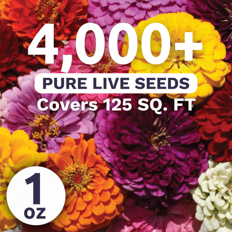 Sweet Yards Zinnia Dahlia Mix color blooms brighten borders and bouquets.