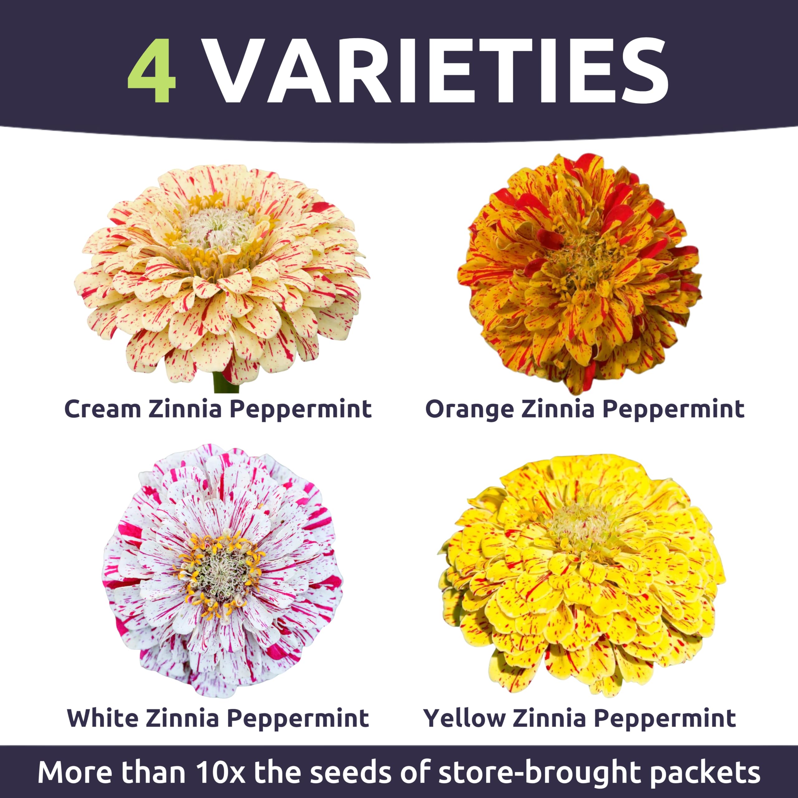 Sweet Yards Zinnia Peppermint Stick in garden borders creating focal points.