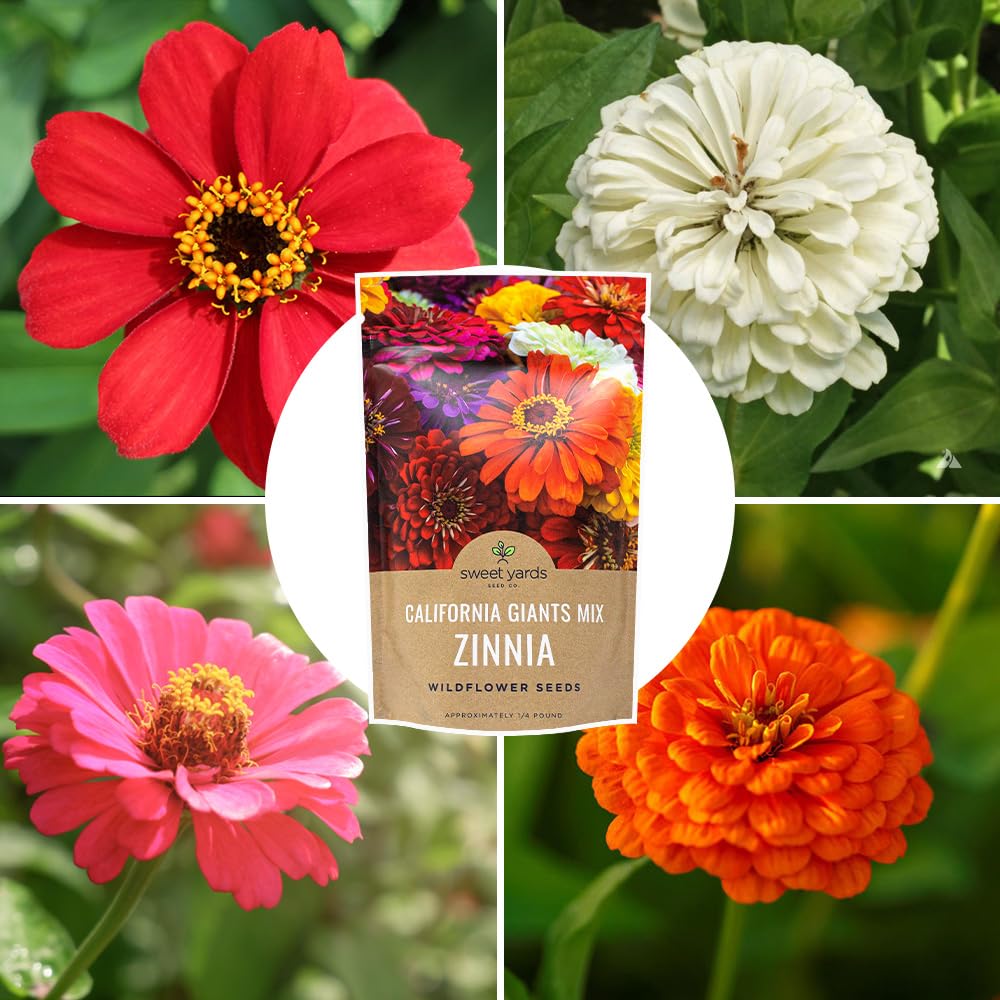 Sweet Yards bulk zinnia seeds ready for cut flower displays