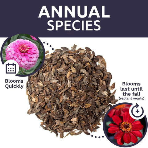 Sweet Yards zinnia seeds ideal for borders and garden beds