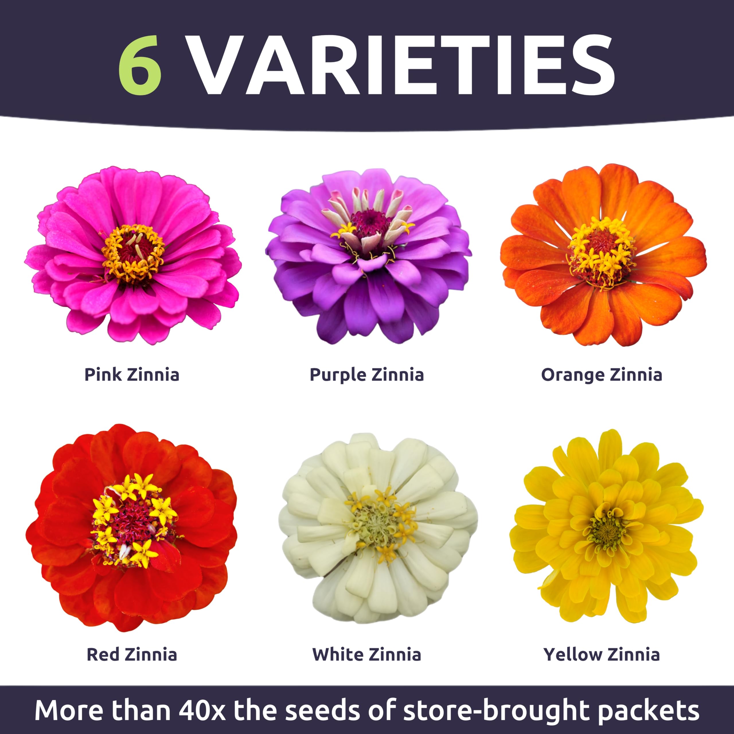 Sweet Yards Zinnia Thumbelina Mix seeds offer prolific color in borders and pots.