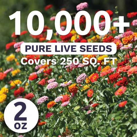 Sweet Yards Zinnia Thumbelina Mix rainbow blooms brighten small spaces and containers.