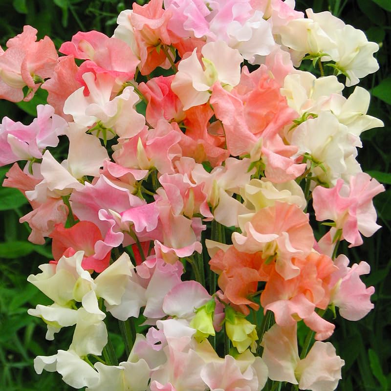 Sweet Pea 280+ Perennial Mix vines climb trellises, fences, or arches.