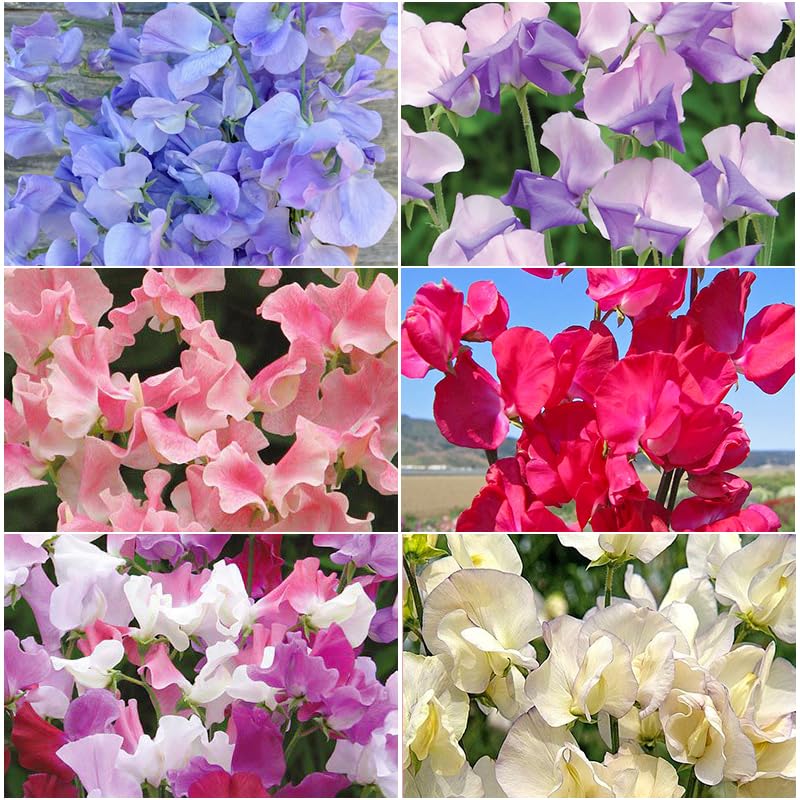 Sweet Pea 280+ Perennial Mix blooms up close for fragrant cut arrangements.