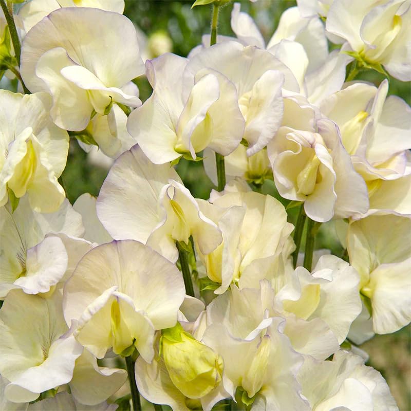 Sweet Pea 280+ Perennial Mix flowers ideal for indoor arrangements and scent.
