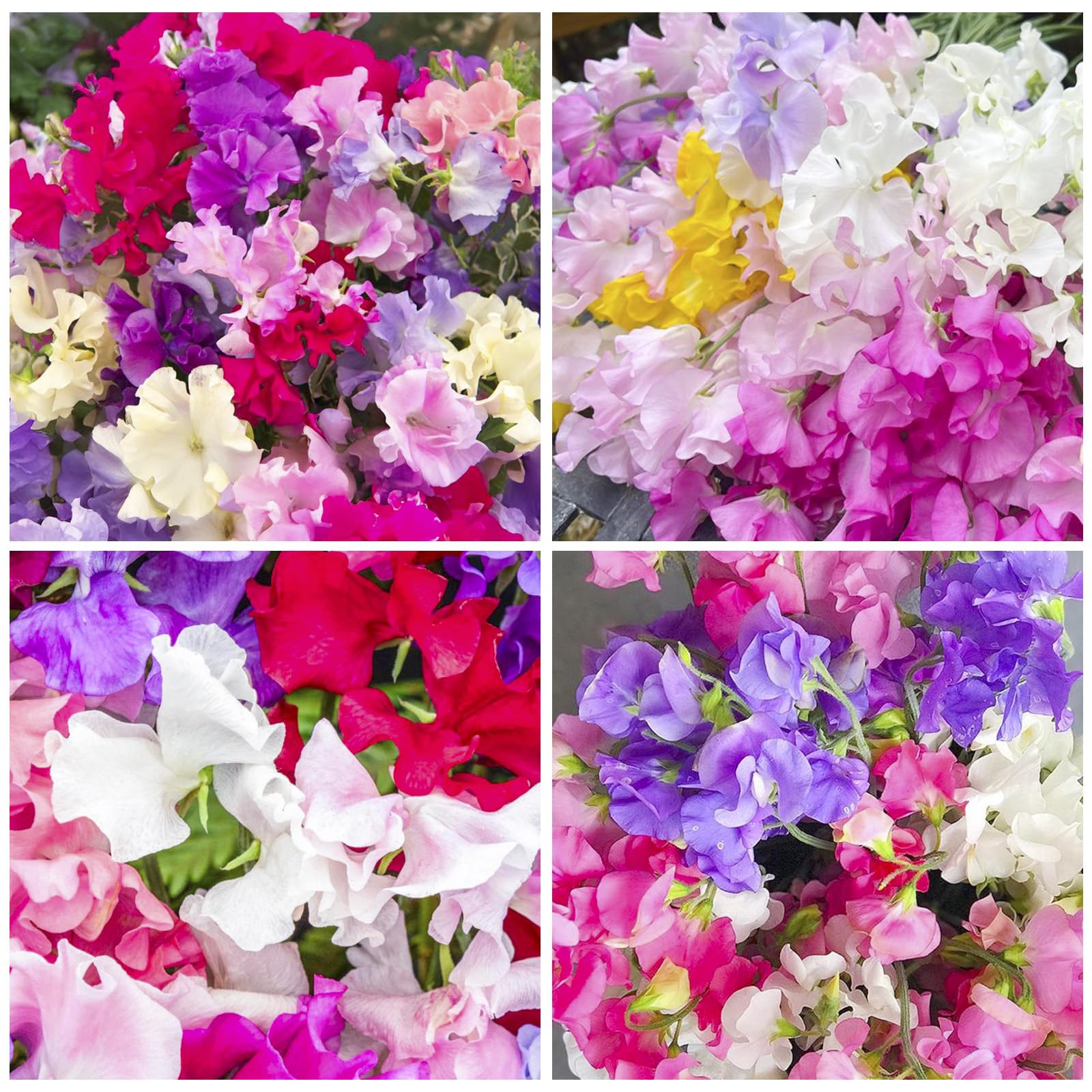 Sweet Pea 280+ Perennial Mix seedlings ready to plant after frost.