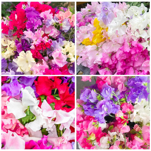 Sweet Pea 280+ Perennial Mix seedlings ready to plant after frost.