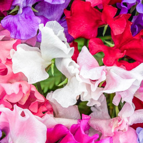 Sweet Pea 280+ Perennial Mix sunny garden display with vertical interest.
