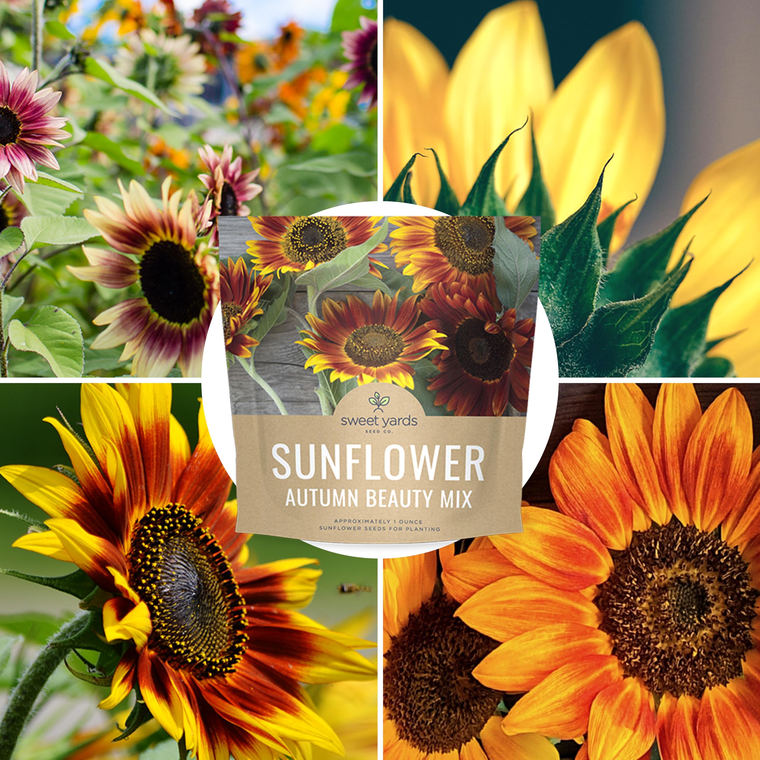 Sweet Yards Autumn Beauty sunflowers ideal for border planting and cut flowers