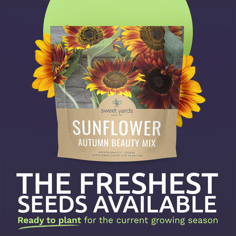 Sweet Yards Autumn Beauty seeds showcase open-pollinated variety for vibrant garden color