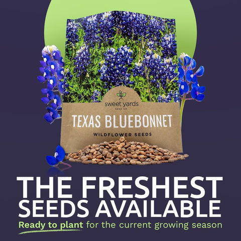 Sweet Yards bluebonnet seeds cover about 25 square feet with vibrant color.
