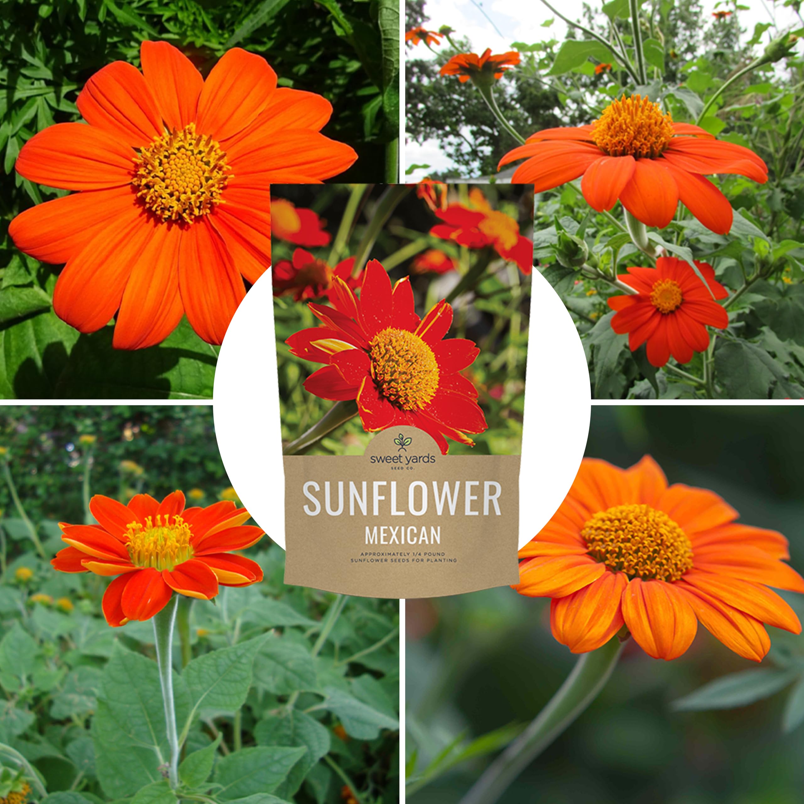 Sweet Yards bright long-lasting blooms for sunny border gardens