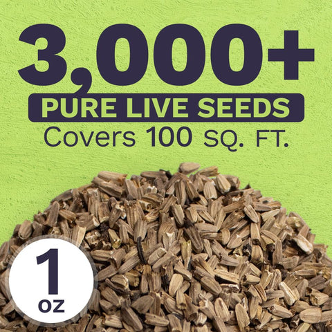 Sweet Yards Echinacea purpurea seeds open-pollinated for diverse blooms.