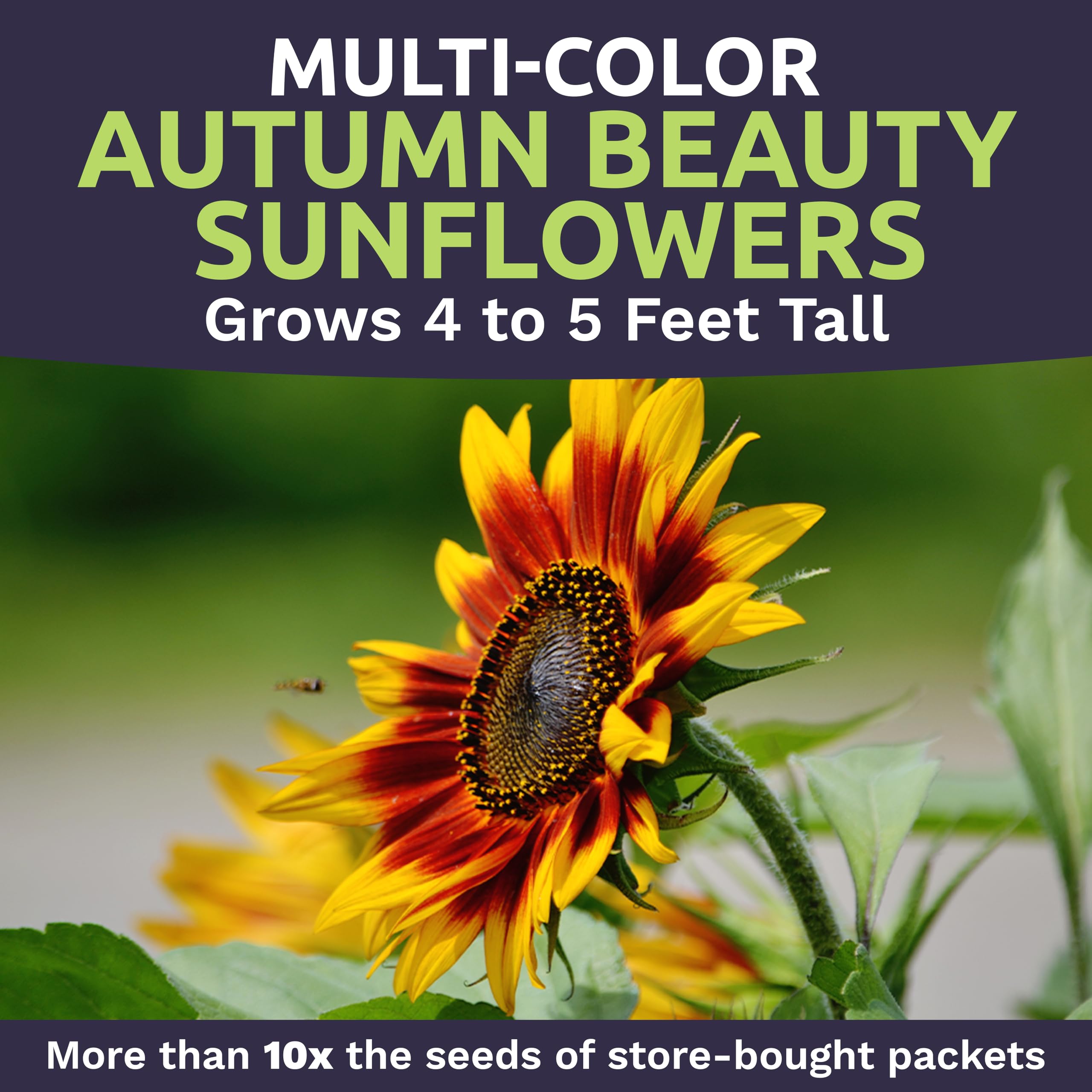 Sweet Yards Helianthus annus Autumn Beauty seeds ready to plant today