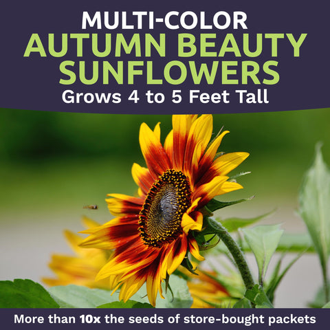 Sweet Yards Helianthus annus Autumn Beauty seeds ready to plant today