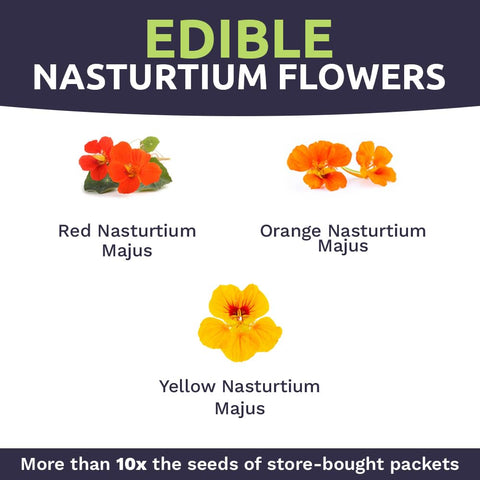 SWEET YARDS Nasturtium seeds planted in a flower bed display vibrant colors