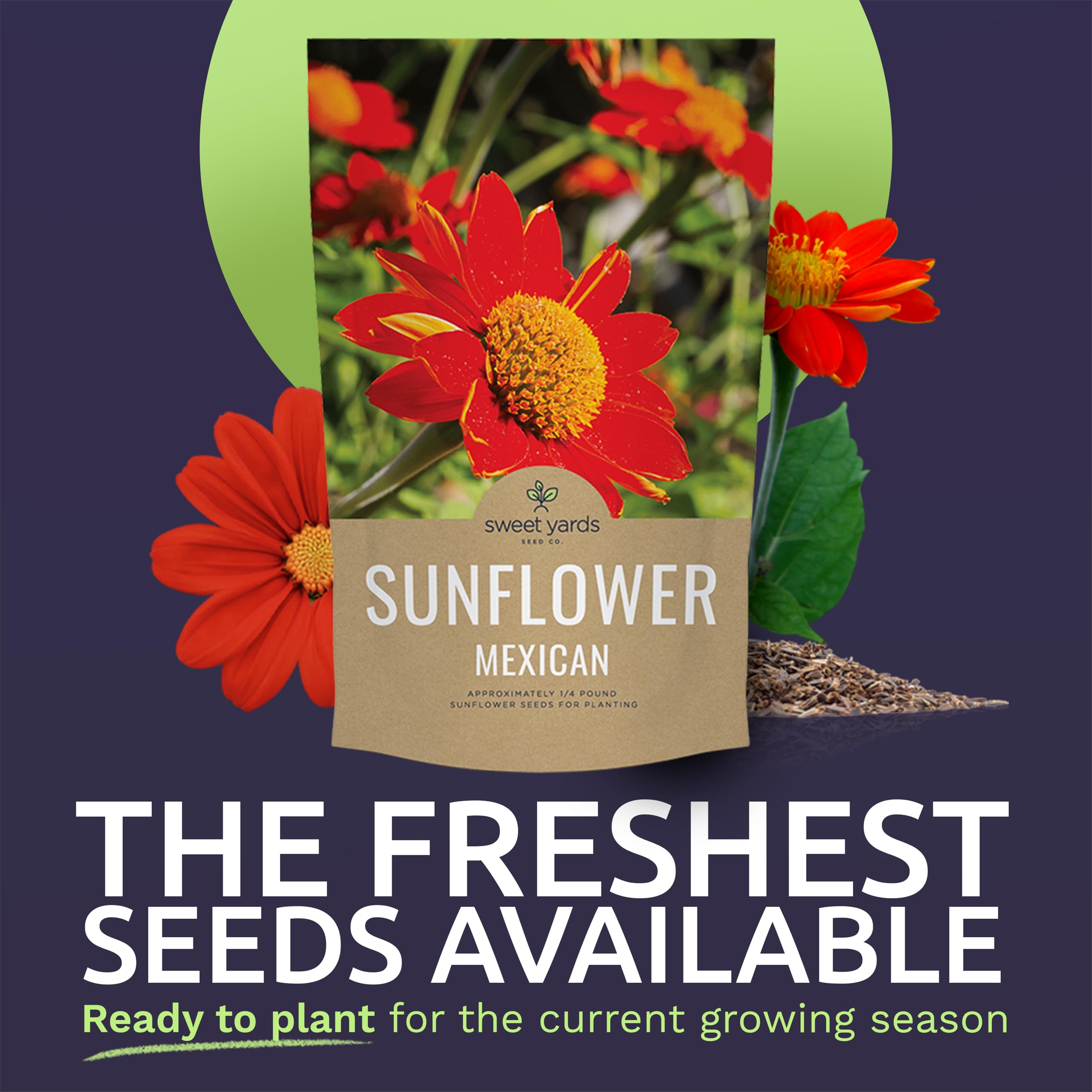 Sweet Yards open-pollinated Tithonia rotundifolia blooms enhancement