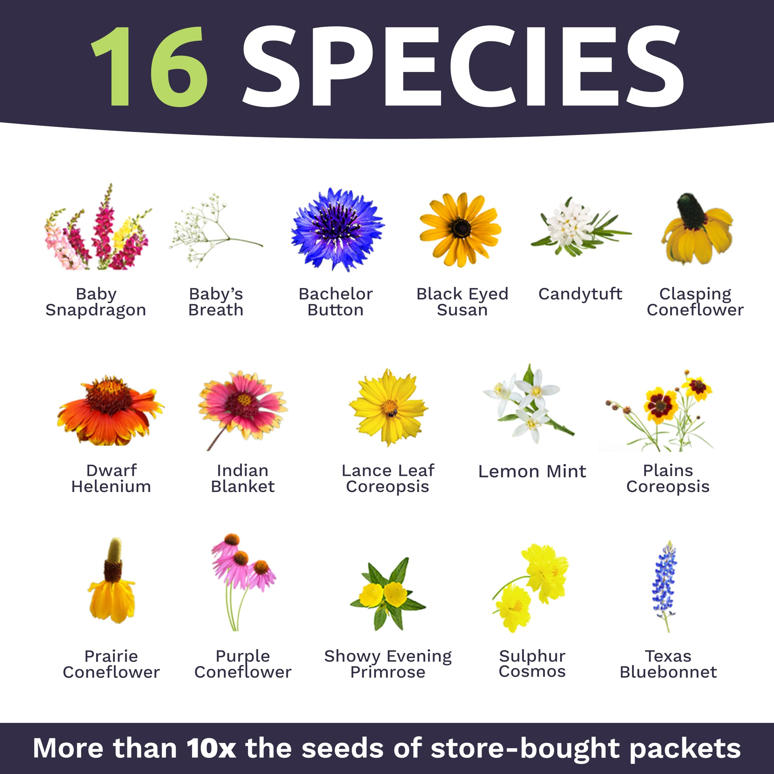 Sweet Yards 22-species bloom display for vibrant, year-long color
