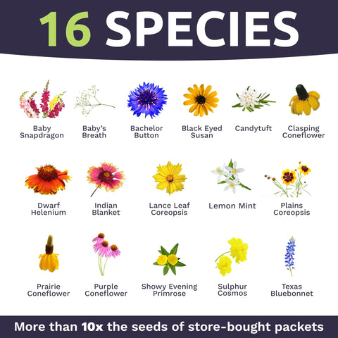 Sweet Yards 22-species bloom display for vibrant, year-long color