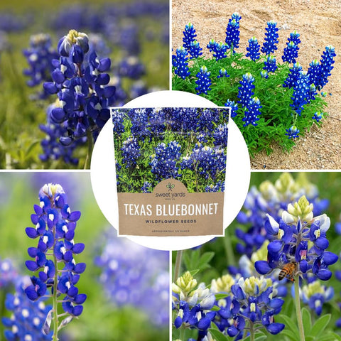 Sweet Yards Texas Bluebonnet seeds for border displays and mass plantings.