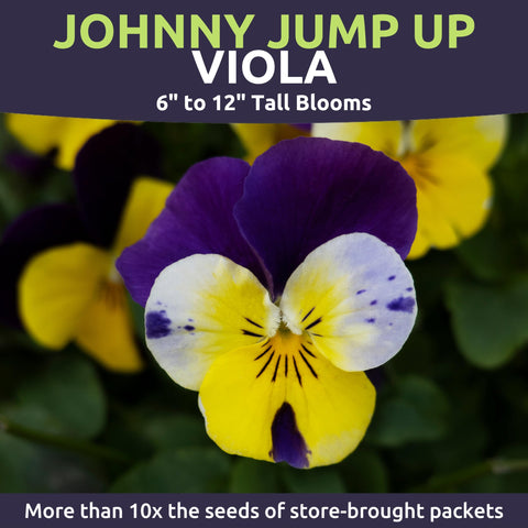 Viola Johnny Jump-Up blooms in purple yellow and white brighten a garden.