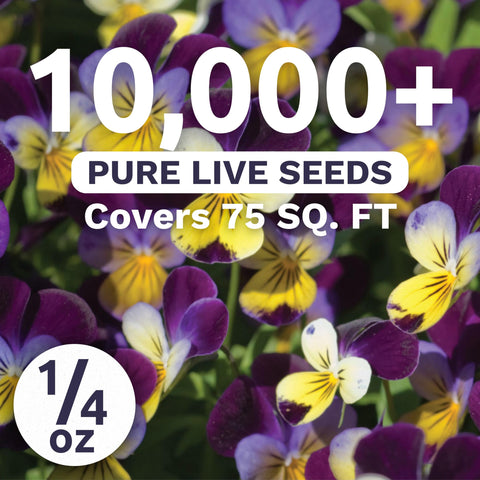 Close-up of Sweet Yards Viola Johnny Jump-Up seeds showing germination potential.