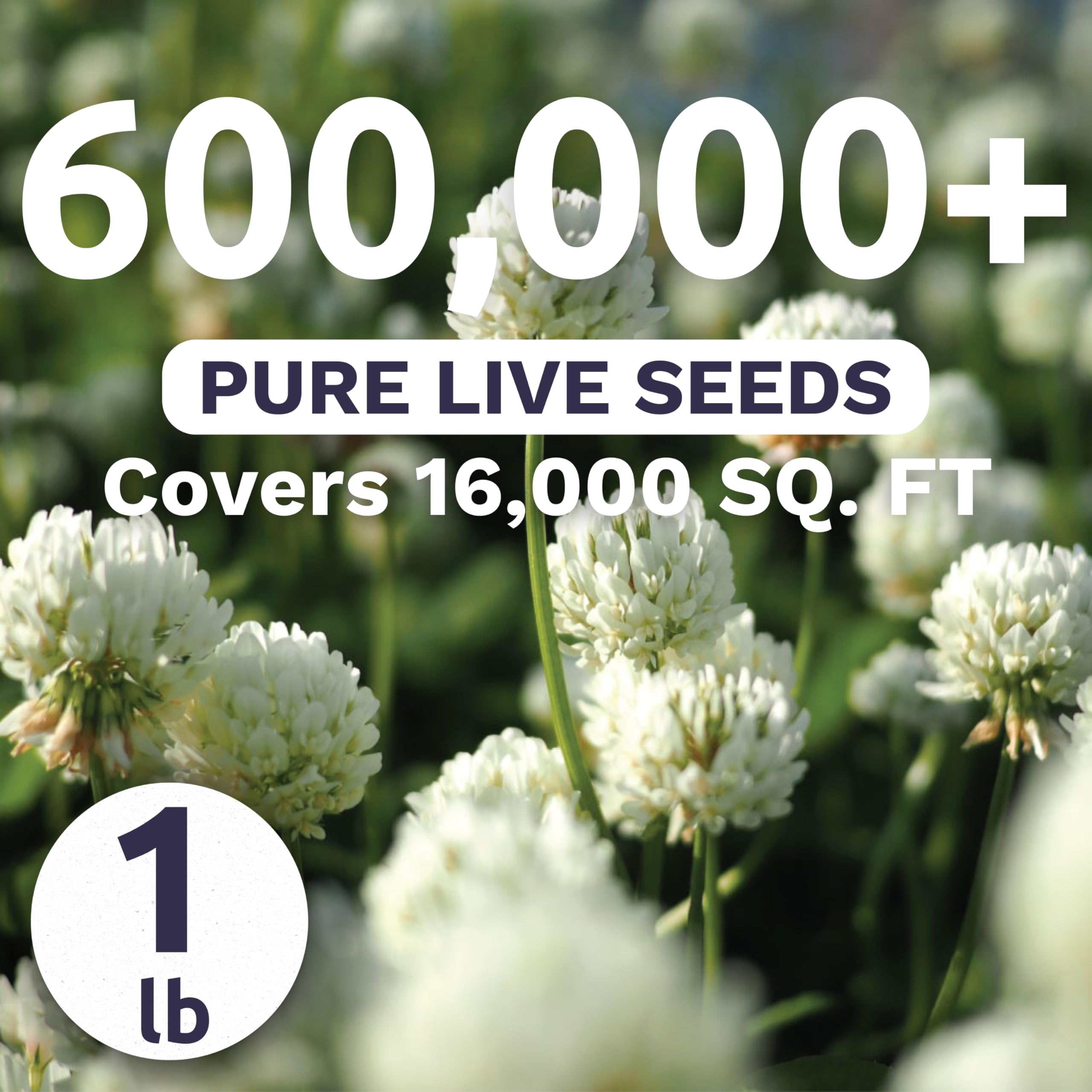 Sweet Yards White Dutch Clover pollinator-attractor bed boosts bees