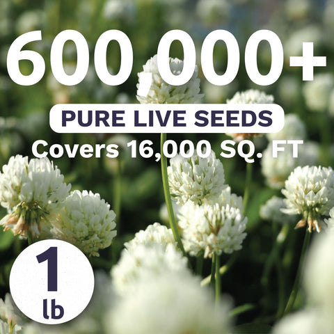 Sweet Yards White Dutch Clover pollinator-attractor bed boosts bees