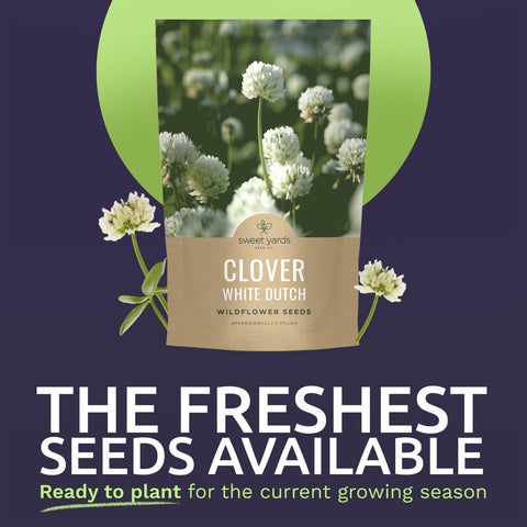 Sweet Yards White Dutch Clover lawn-alternative setup for low maintenance