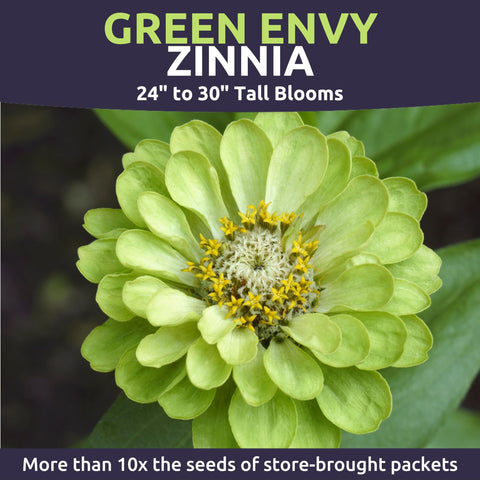 Sweet Yards Zinnia Green Envy border garden composition with lime blooms.