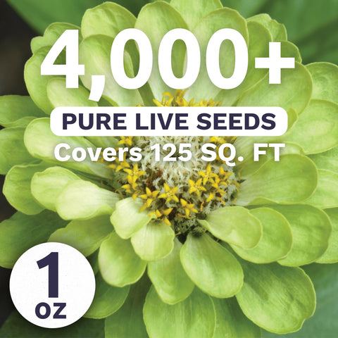 Sweet Yards Zinnia Green Envy lime-green blooms brighten garden beds.
