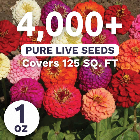 SWEET YARDS Zinnia Lilliput Mix bloom close-up shows bright pom-pom flowers.