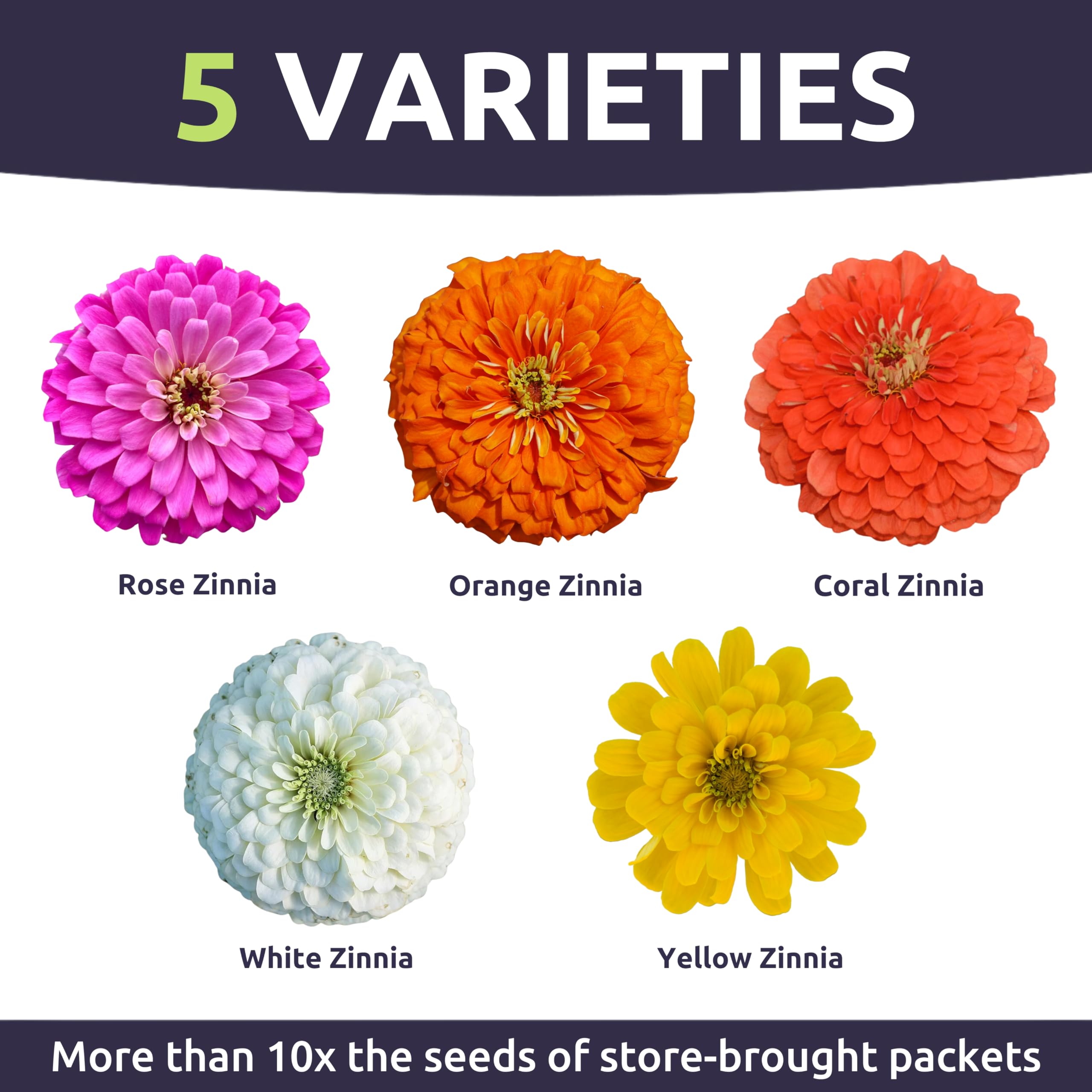 SWEET YARDS Zinnia Lilliput Mix container garden blooms in small spaces.