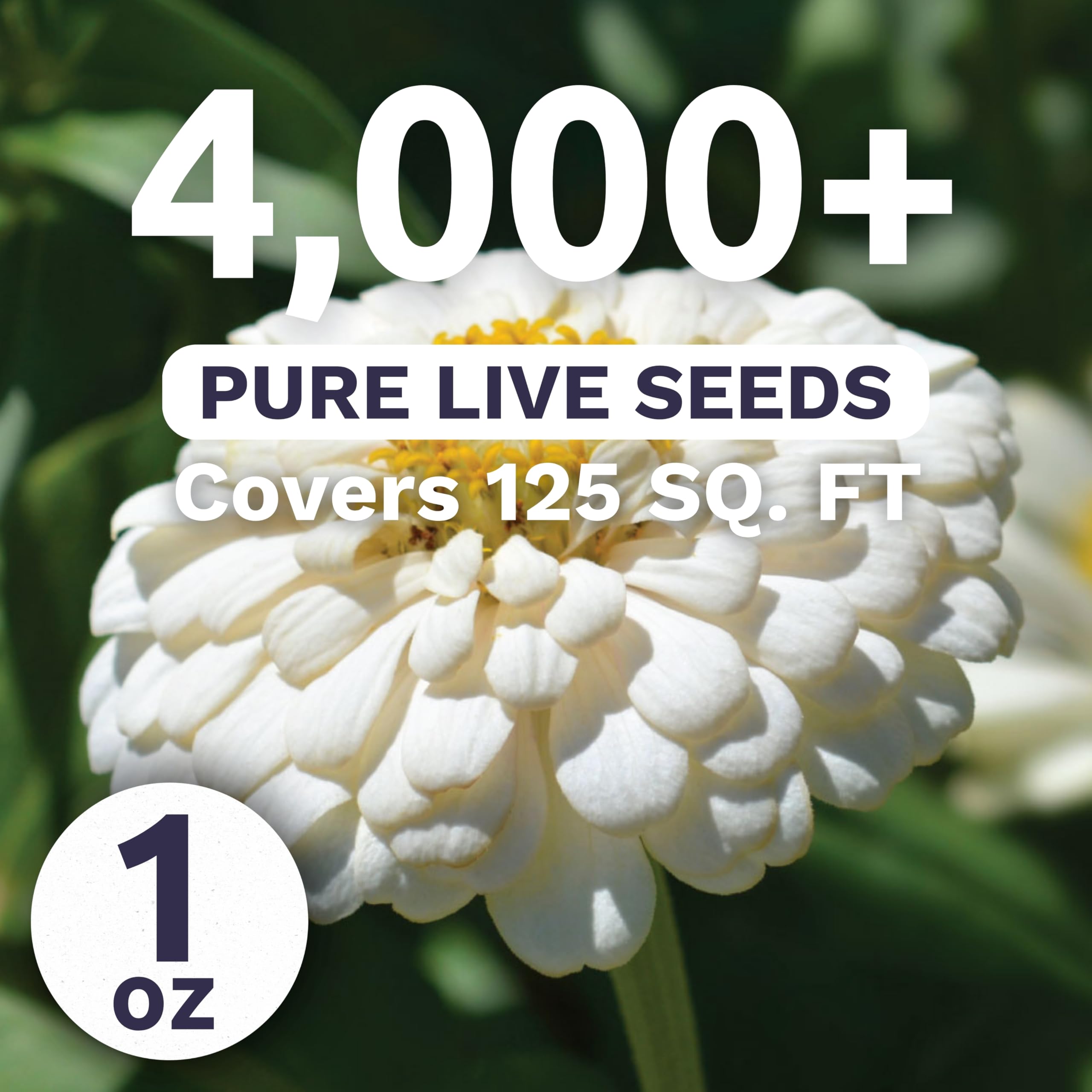 Sweet Yards Zinnia Polar Bear White bloom closeup adds cool elegance to garden beds.